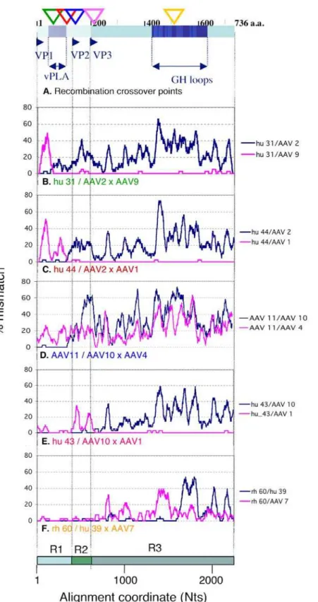 Figure 1. Profiles and cross-over points of novel recombination in the AAV cap gene. A