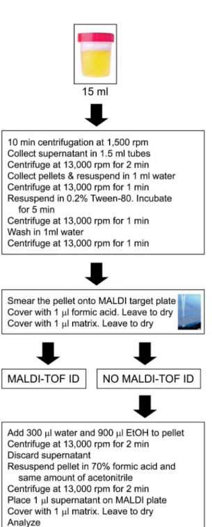 Figure 1. MALDI-TOF MS protocol used on urine samples.