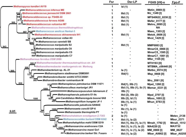 Figure 2. Distribution of Dsr-LP, Fsr, FGltS(I/II)-a and FpoF in methanogenic archaea