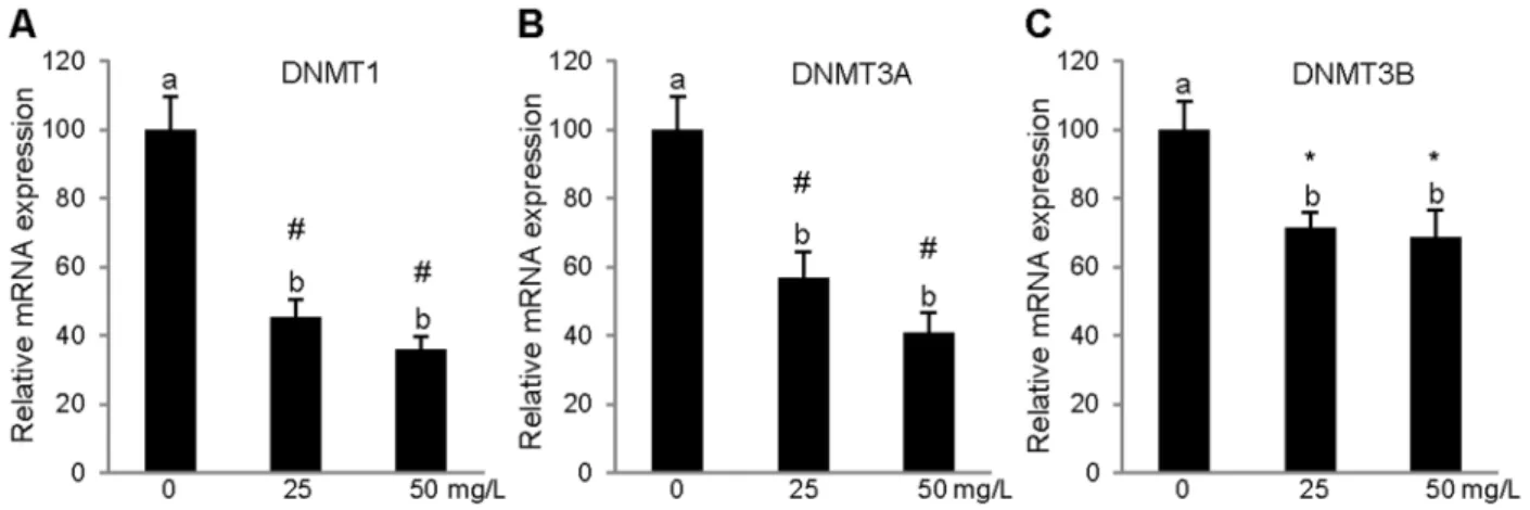 Figure 3. Relative gene expression levels of MTHFR and MTRR in in vitro PBMCs. Relative mRNA levels of MTHFR (a) and MTRR (b) after 24 h treatment with cocoa extract (25 mg/L or 50 mg/L) or with vehicle alone