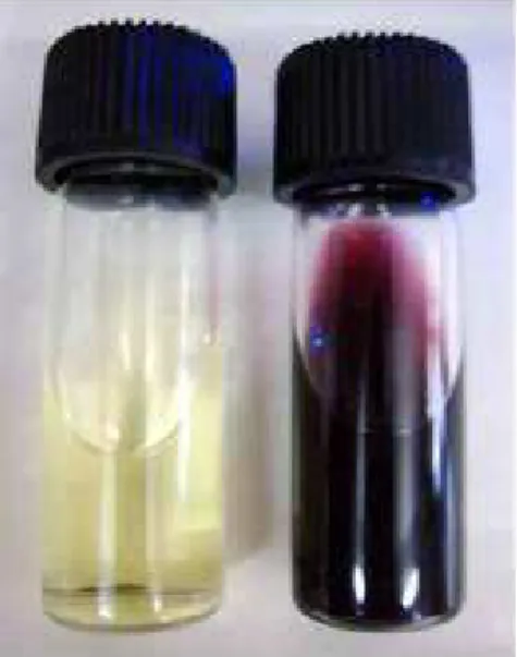 Figure  (1)  :  F AuNPs  formation:  A  picture  showing  change  in  colour  of  1mM  HAuCl 4  gold  precursor  (yellow  colour:  left  vial)  after  gold  nanoparticles  formation  (wine  red  colour:  right  vial) due to the addition of Ficus religiosa 