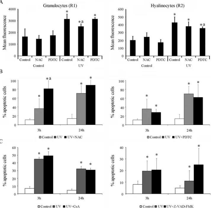 Figure 5. Modulation of apoptosis induced through UV light in mussel hemocytes. A: Quantification of the ROS production through the measurement of the mean fluorescence in granulocytes (R1 region) and hyalinocytes (R2 region) immediately after irradiation