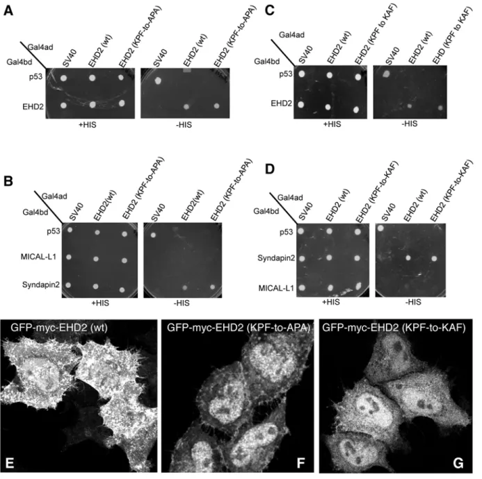 Fig 5. Disruption of the EHD2 KPF motif induces relocalization of EHD2 to the nucleus, but does not alter its binding ability
