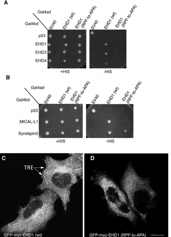 Fig 6. A single EHD1 PF motif (RPF) controls its homo- and hetero-dimerization, binding to interaction partners, and localization to Tubular Recycling Endosomes (TRE)