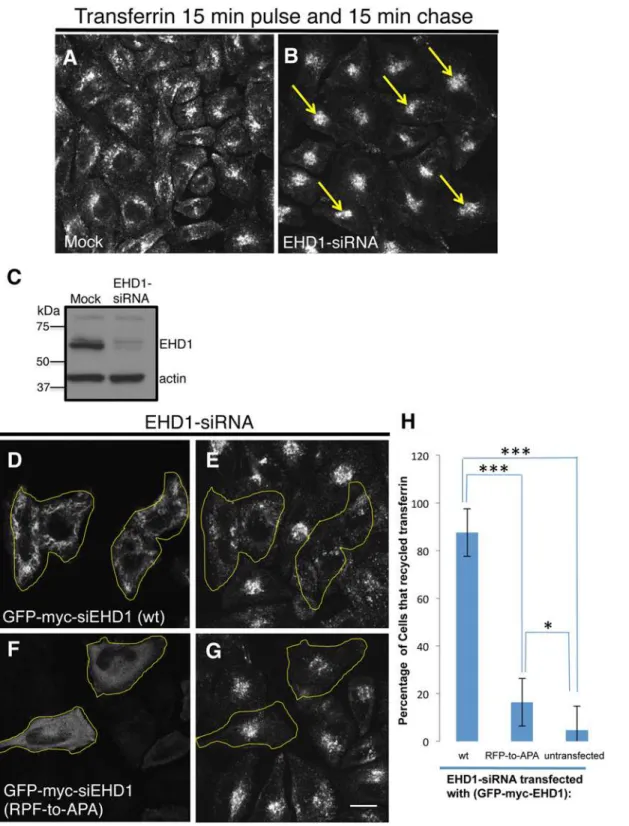 Fig 8. The EHD1 RPF motif is essential for receptor recycling. (A–B) HeLa cells grown on coverslips were mock-treated (A) or treated with EHD1-siRNA (B–F)