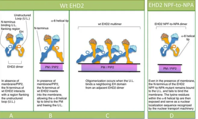 Fig 9. Model for the role of the EHD2 unstructured KPFRKLNPF motif in subcellular localization