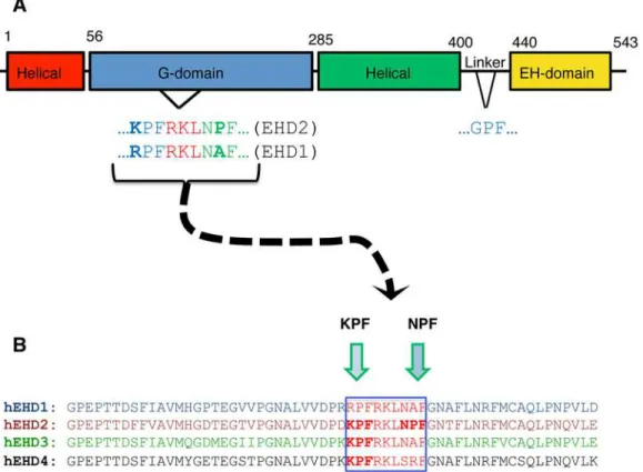Fig 1. EHD protein domain architecture and sequence homology. (A) The Eps15 Homology Domain (EHD) proteins have a conserved domain architecture comprised of four domains: two helical domains, a G-domain, and a C-terminal EH domain