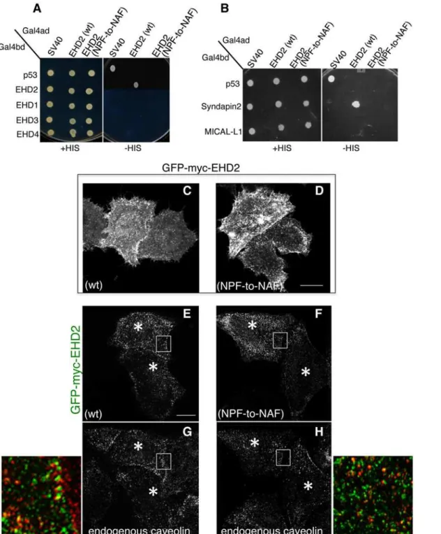 Fig 2. Modification of the EHD2 NPF motif to NAF impairs dimerization and binding with interaction partners, but does not affect EHD2 localization.