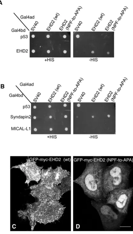 Fig 3. Modification of the EHD2 NPF motif to APA induces loss of plasma membrane localization, but does not affect interactions with binding partners