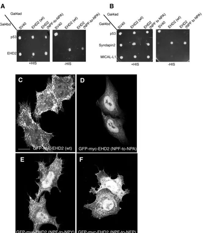 Fig 4. The NPF phenylalanine residue is responsible for the plasma membrane localization of EHD2
