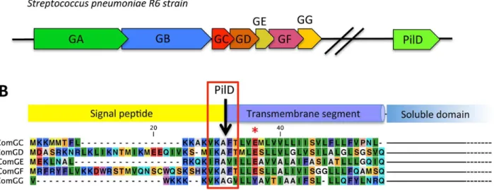 Figure 1. Genes potentially essential for transformation pilus assembly in S. pneumonia and prepilin sequences