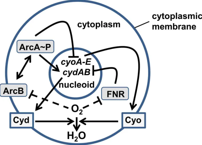 Table 1. Numbers of Cyd, Cyo, ArcA and FNR molecules per E. coli cell at different points on the aerobiosis scale.