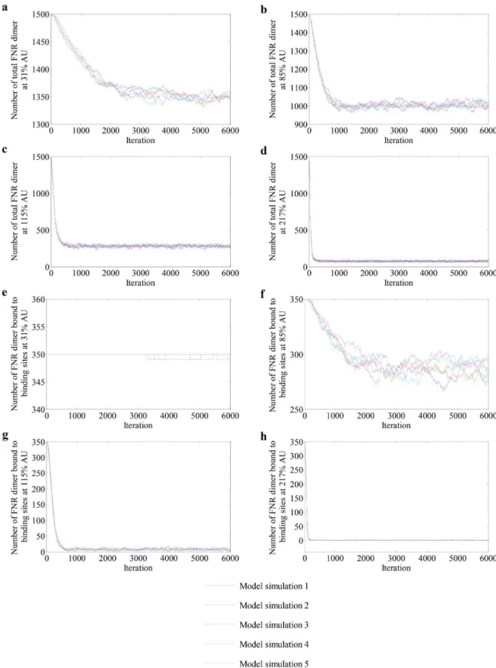 Figure 5. Profiles of FNR dimers at different AU levels. (a–d) Variation of the numbers of total FNR dimers and (e–h) numbers of FNR dimers bound to DNA at AU levels 31%, 85%, 115% and 217% respectively.