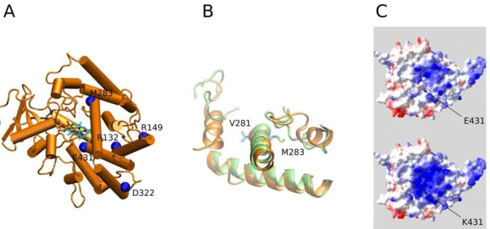 Table 2. Stability effects for the different point mutations found. Biskit 2GEG p.R132C 0.160.06 4.1360.08 p.R149C 1.8860.18 1.6860.32 p.M283V 23.7760.40 1.6960.05 p.E431K 20.2060.17 20.3760.10
