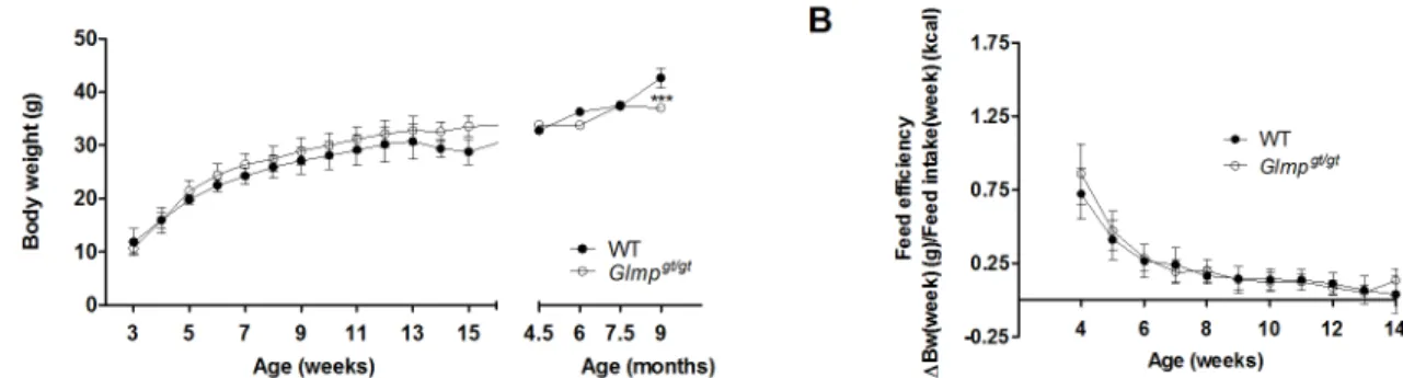 Fig 1. Loss of GLMP does not affect body weight gain and feed efficiency in young mice