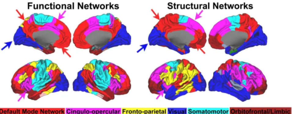Figure 4b shows the normalized rich club coefficients of the adult functional matrix. For both weighted and unweighted matrices, rich club organization of the functional connectome is quite high and significant across nearly all k levels, excluding just th