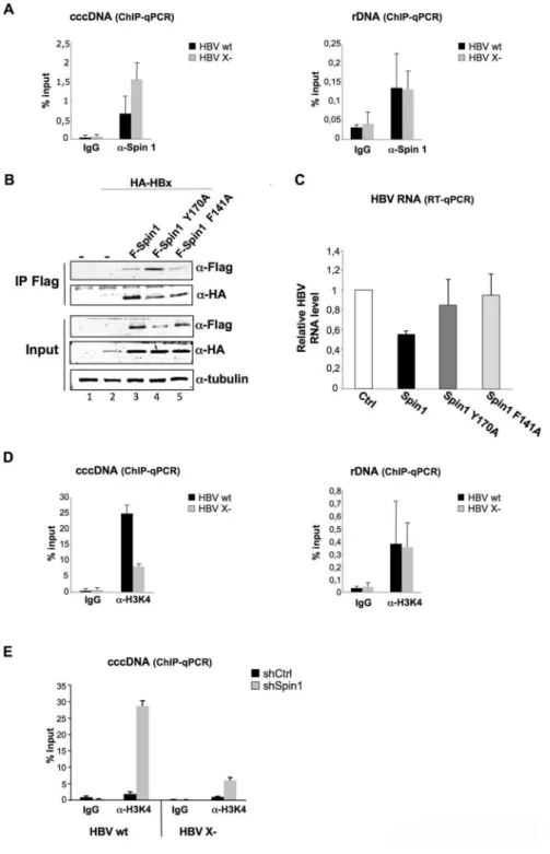 Figure 4. HBx expression correlates with the decrease of Spindlin1 recruitment to the cccDNA