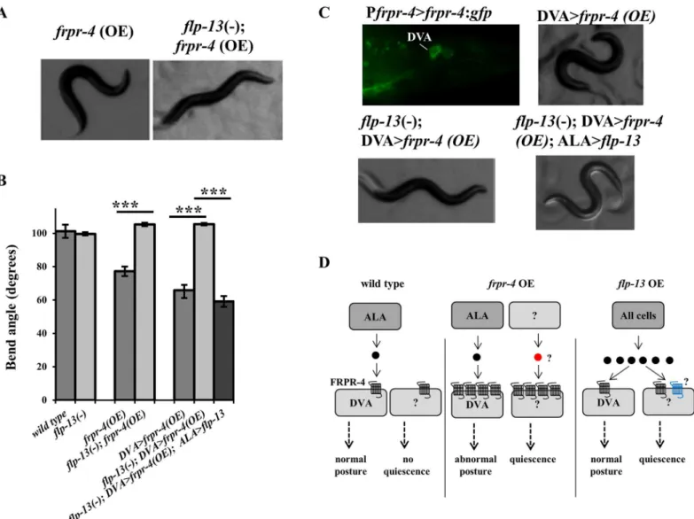 Fig 5. FLP-13 signals through FRPR-4 in DVA to regulate posture. (A-B) Overexpression of frpr-4 from its endogenous promoter reduces the animals bend angle