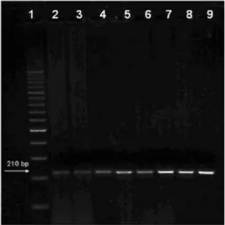 Fig. 3:  Ethidium Bromide stained 2.5% agarose gel run  at  100  V  cm −2  for  4  h.  The  lanes  were  loaded  with partial dsrA gene amplicons obtained from  the different consortia