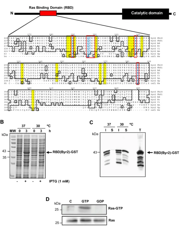 Figure 3. Plasmid construction and production of the RBD(Byr2)-GST probe. (A) Schematic representation of Byr2 showing the localization of conserved domains, highlighting in red the localization of the Ras Binding Domain (RBD)