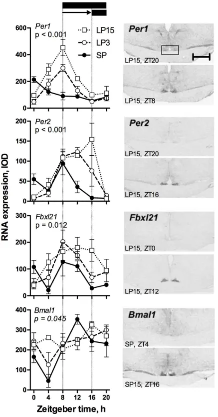 Fig 1. Effects of an 8-h delay in lights off on clock gene expression in the sheep SCN