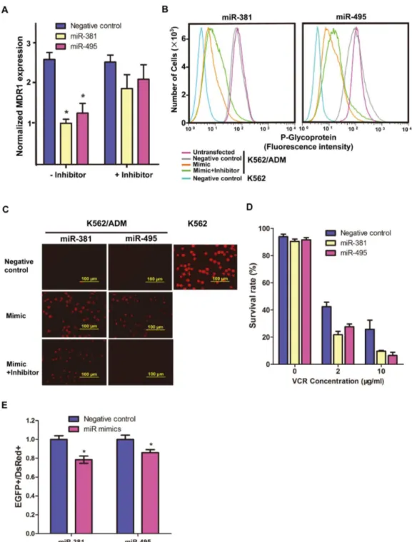 Figure  4.    Functional  analysis  of  miR-381  and  miR-495  in  K562/ADM  cells.    (A)  After  transfection  of  K562/ADM  cells  with mimics of miR-381, miR-495 or negative controls, or transfection with inhibitors in addition to mimics, MDR1 mRNA exp