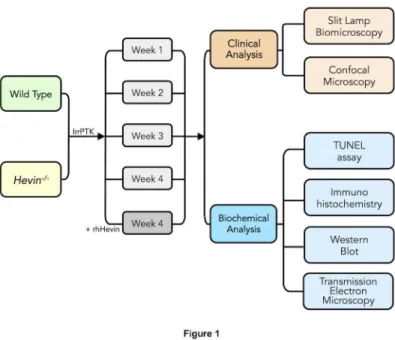 Figure 1.  Flow diagram describing the experimental plan and data collection for the study