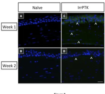 Figure  2.    Hevin  is  upregulated  during  corneal  wound healing.    Hevin  immunostaining  (^)  in  WT  mice  showed minimal  expression  in  naïve  eyes  at  week  1  and  2  (A,  B).