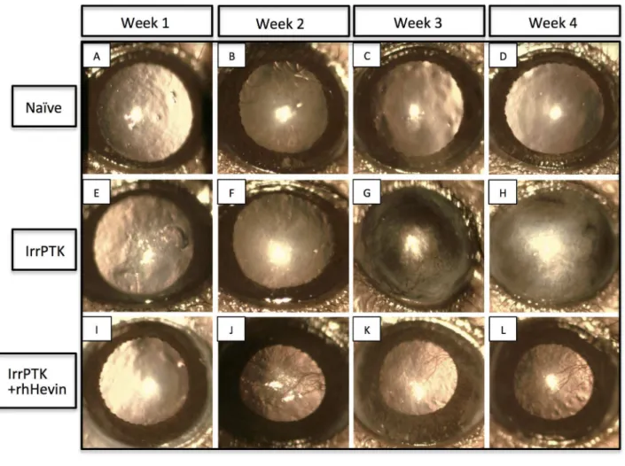 Figure 6.  In vivo slit lamp biomicroscopy in WT and Hevin -/-  mouse.  Naïve WT (A-D) and Hevin -/-  (A’-D’) mice corneas served as control without any treatment