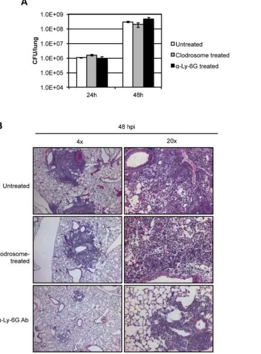Figure 4. Evaluating the progression of pneumonic plague in mice pre-treated with clodrosome or neutrophil-depleting antibody a -Ly-6G
