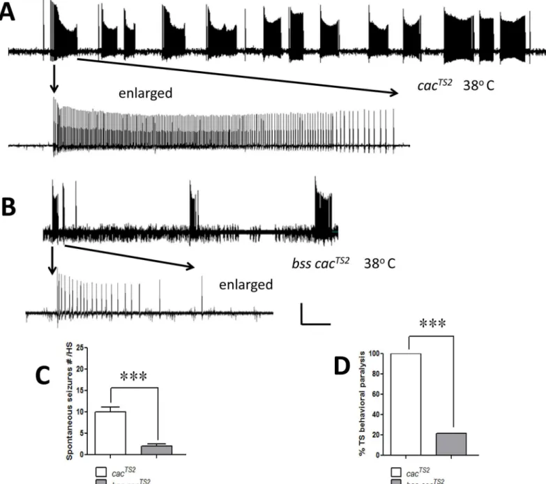 Fig 5. Suppression of cac TS2 temperature-sensitive seizure-like activity by para bss1 