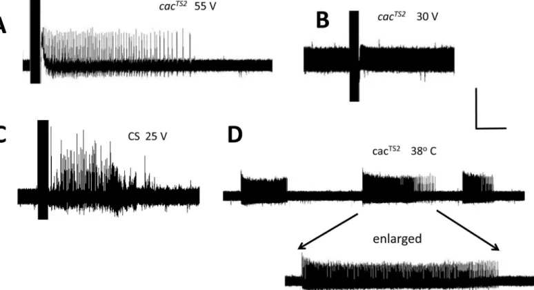 Fig 1. Drosophila cac TS2 electrophysiology. A. Electrical recording from a cac TS2 DLM fiber following delivery of 55 V HFS stimulation (0.5 msec stimuli at 200 Hz for 300 msec) at room temperature