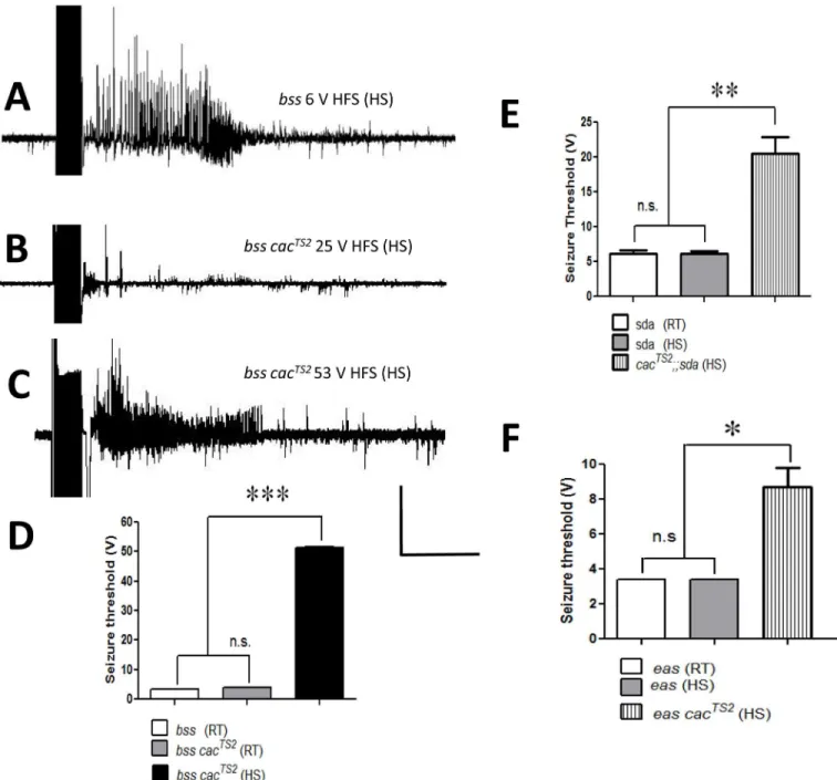 Fig 3. Electrophysiology of cac TS2 suppression. A. Electrical recording from a para bss1 DLM fiber showing seizure-like activity evoked by a 6 V HFS stimulation, showing that the single BS mutant has a low seizure threshold