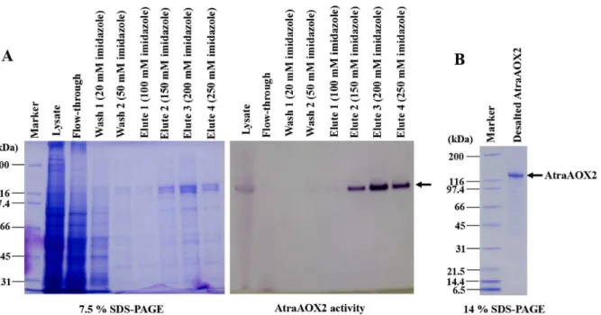 Figure 4. Expression of the recombinant AtraAOX2 in baculovirus-infected insect cells