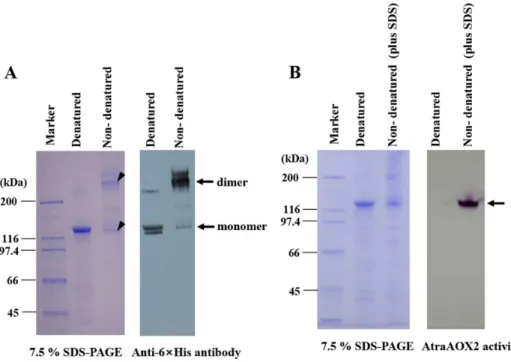 Figure 6. Thermal stability and heat inactivation at 60 6 C. (A) For thermal stability, AtraAOX2 (1 mg) was incubated at different temperatures ranging from 20 to 90uC for 10 min at pH 8 without a substrate, enzyme activity was determined at 30uC using 1 m