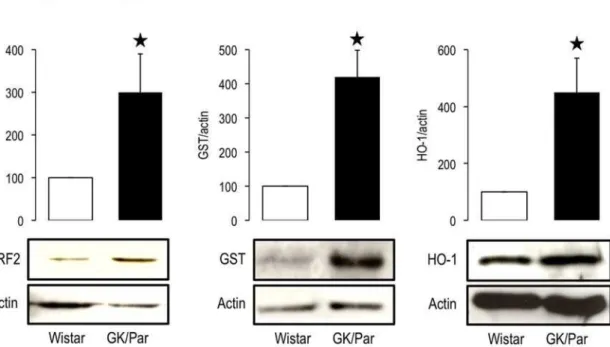 Figure 6. Increased protein expression of some antioxidant defenses in diabetic GK/Par islets