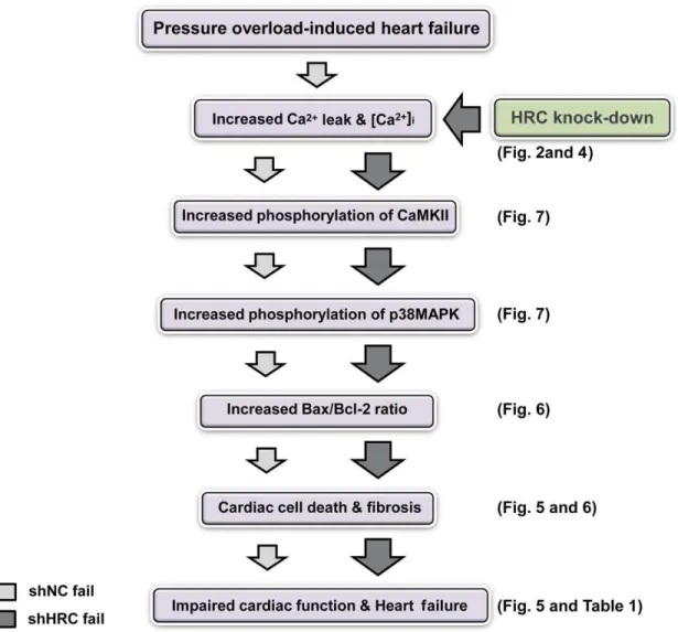 Figure 9. A flow-chart showing the putative mechanism for the deteriorated cardiac function by HRC-KD in TAC-HF model