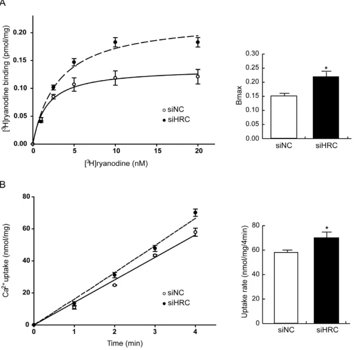 Figure 4. [ 3 H]-ryanodine binding and oxalate-supported Ca 2+ uptake assays. After 48 h of siRNA transfection, the NRVCs were used for [ 3 H]-ryanodine binding and oxalate-supported Ca 2+ uptake assays