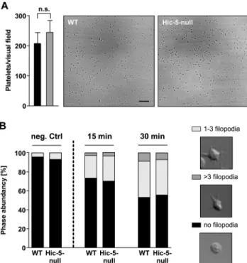 Fig 3. Hic-5-deficient platelets have unaltered GPIb function. (A) Whole blood of wild-type and Hic-5-null mice was perfused over a vWF-coated surface at a wall shear rate of 1,700 sec -1 and the number of adherent platelets was quantified