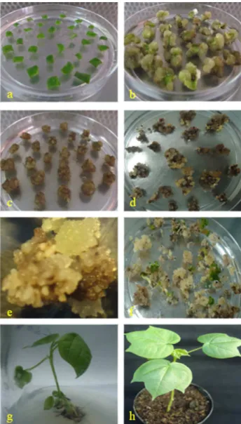 Figure 2. Agrobacterium-mediated transformaion of coton. a. 