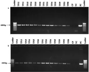 Figure 3. PCR analysis of cry2AX1 transgenic coton plants. a. 