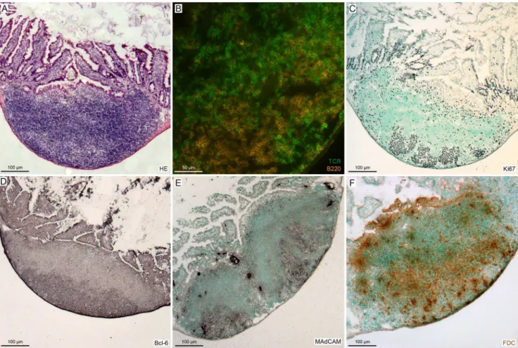 Figure 1. Histological characterization of the Peyer’s patches. Mice were housed either under conventional or SPF conditions and actively immunized with 200 mg MP4