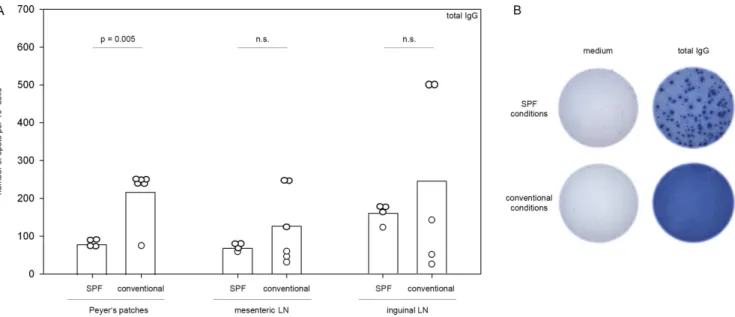 Figure 4. MP4-specific production of IgG, IL-17 and IFN-c in the gut. Mice were housed either under conventional or SPF conditions and actively immunized with 200 mg MP4
