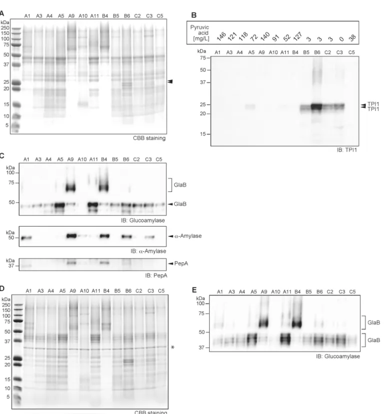 Fig 7. Protein profiles of 13 sake samples showing that yeast cellular protein leakage is linked to low sake quality