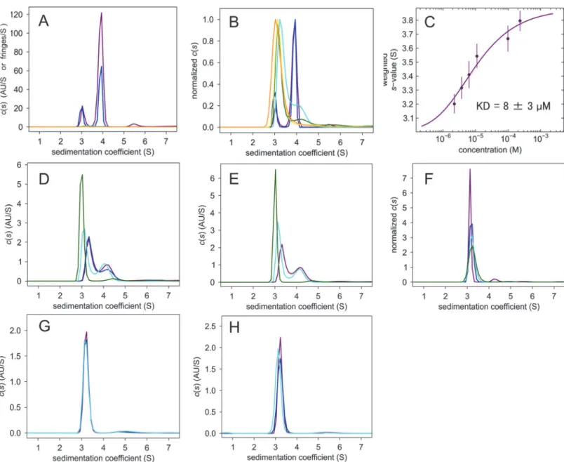 Fig 1. AUC-SV measurements. (A) c(s) distributions of ΔIBB-h-importin-α1, 247 μM (purple), 100 μM (blue), 14 μM (cyan), 11 μM (green), 7.3 μM (yellow) and 4.2 μM (orange)