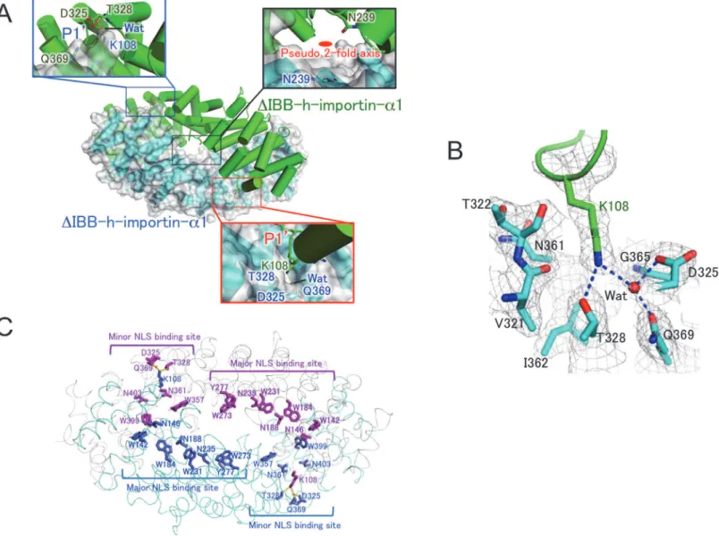 Fig 2. Crystal structure of homodimeric ΔIBB-h-importin-α1. (A) The closed homodimer structure of ΔIBB-h-importin-α1