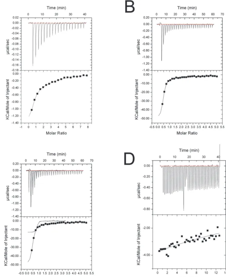 Fig 3. ITC fitting curves. (A) h-importin-α1 + SV40 NLS peptide. (B) ΔIBB-h-importin-α1 + SV40 NLS peptide