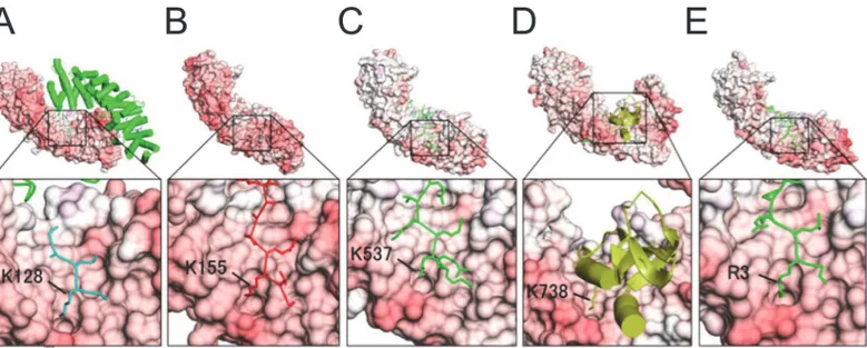 Fig 4. Crystal structures of complexes of importin-αs and NLS ligands with close-up views showing the P1 0 -binding pocket in the minor NLS binding sites