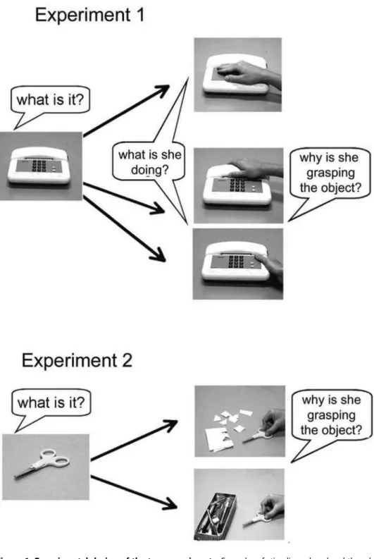 Figure 1. Experimental design of the two experiments. Examples of stimuli employed and the relative questions are shown.