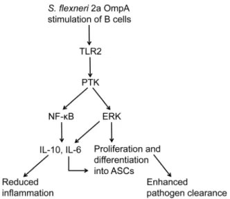 Figure S1 Expression of recombinant his-tag OmpA.